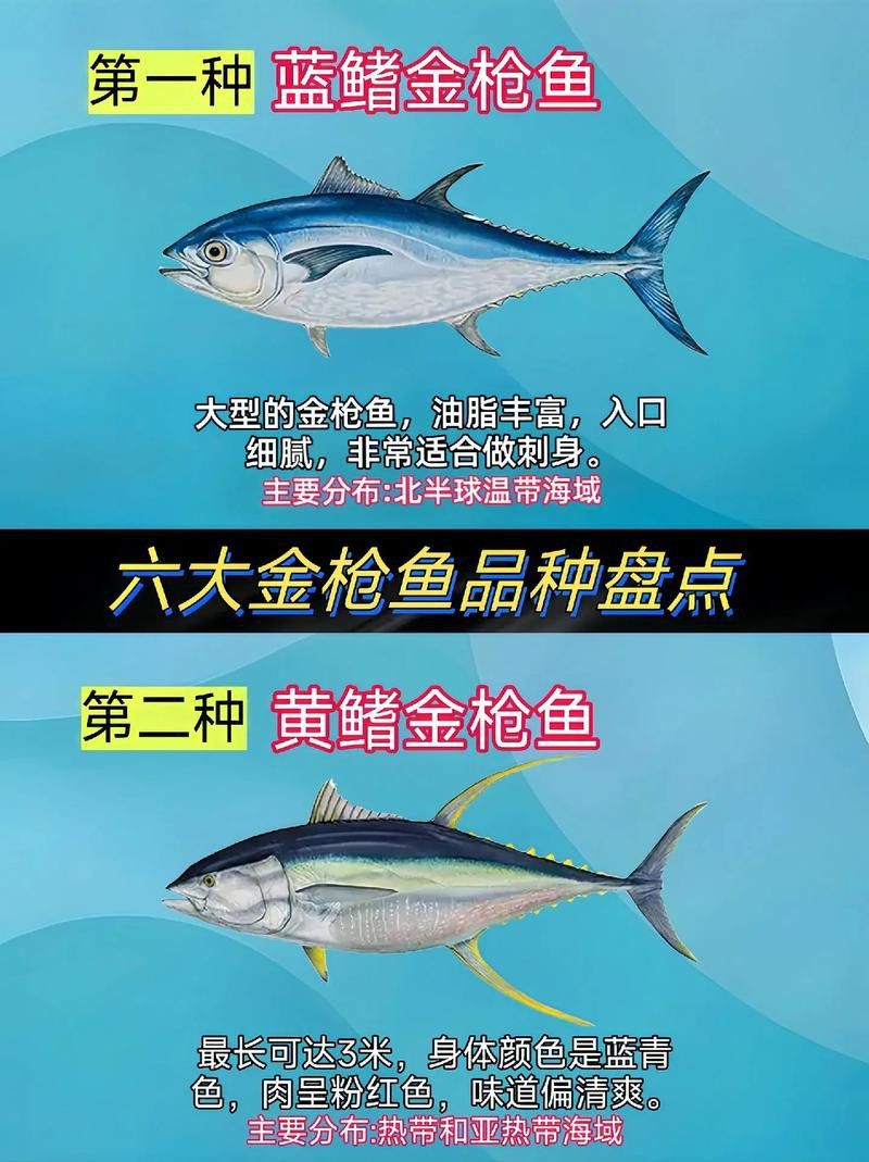 金槍魚和金龍魚