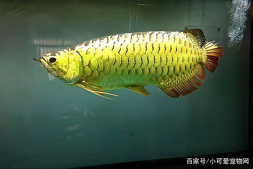 金龍魚性別對養殖有何影響？ 金龍魚性別對養殖有何影響？ 龍魚百科 第5張