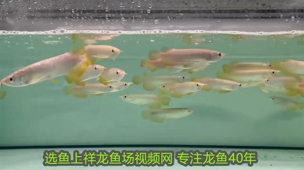 龍魚缸用什么燈是黃色的好看：龍魚缸用什么燈是黃色的好？專業解析與選購指南
