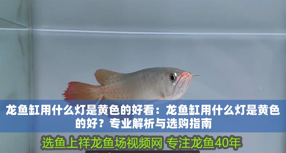 龍魚缸用什么燈是黃色的好看：龍魚缸用什么燈是黃色的好？專業解析與選購指南
