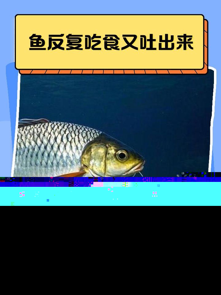 如何預(yù)防紅龍魚(yú)再次吐食？