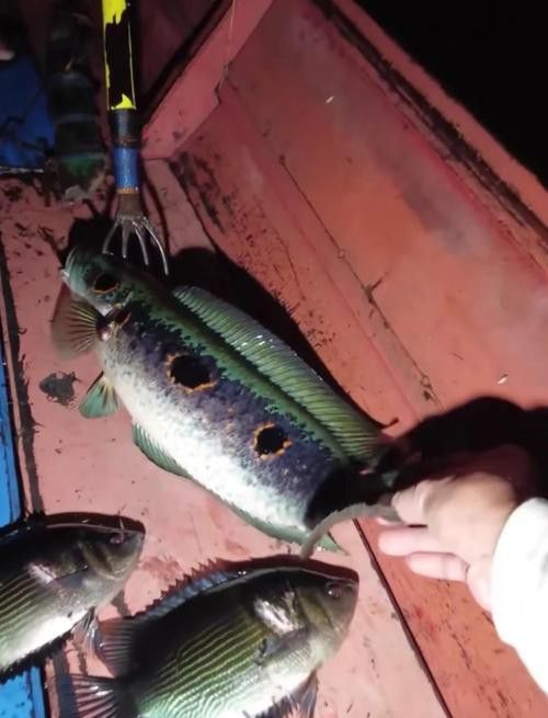 金龍魚能和雷龍混養嗎圖片大全