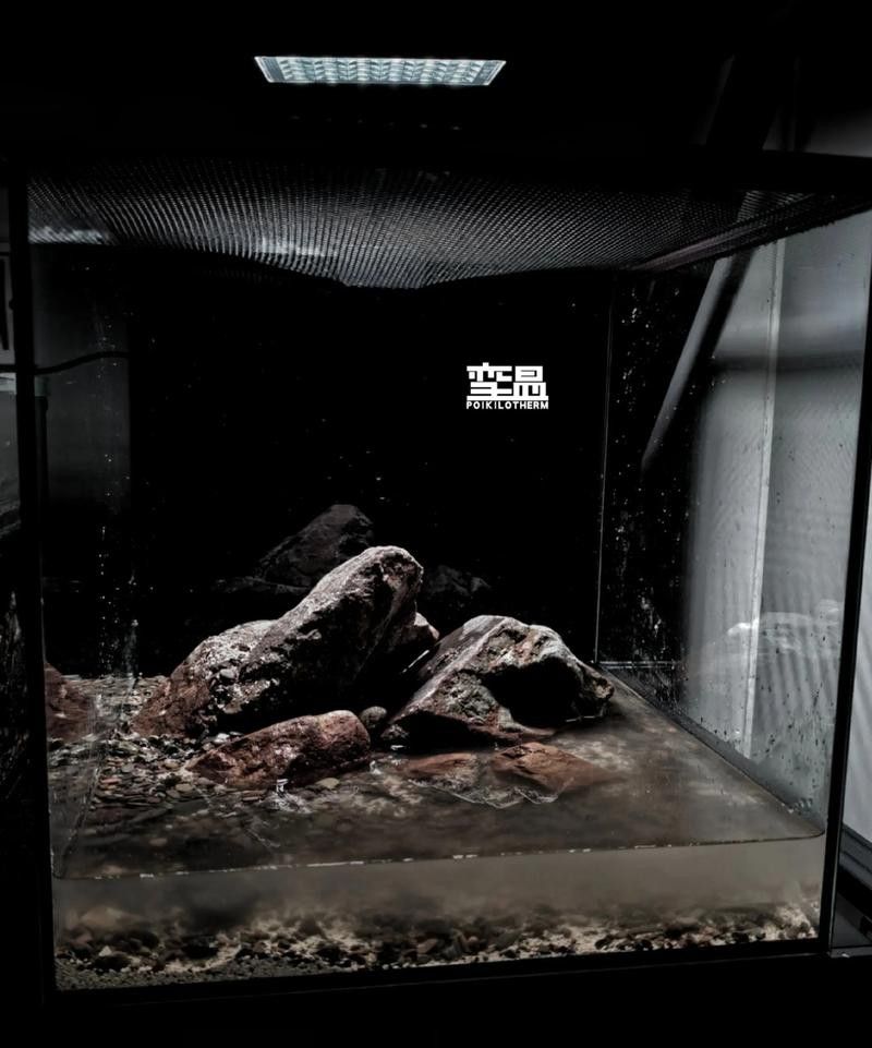 金龍魚能和雷龍混養嗎圖片大全