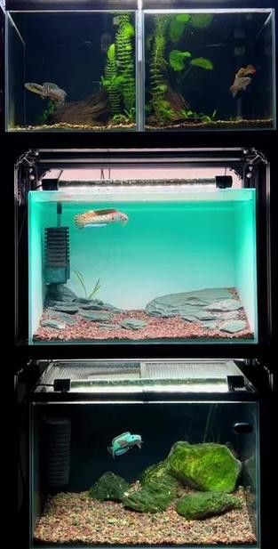 金龍魚能和雷龍混養嗎圖片大全