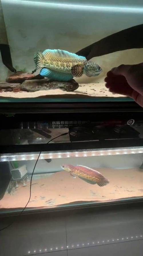 金龍魚能和雷龍混養嗎圖片大全