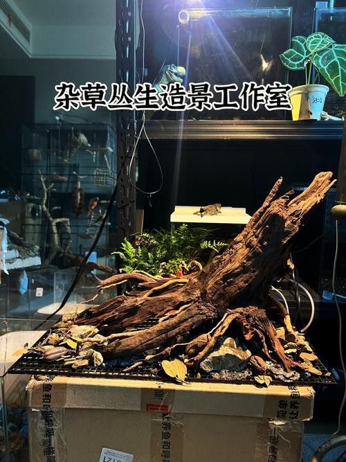 金龍魚能和雷龍混養嗎圖片大全