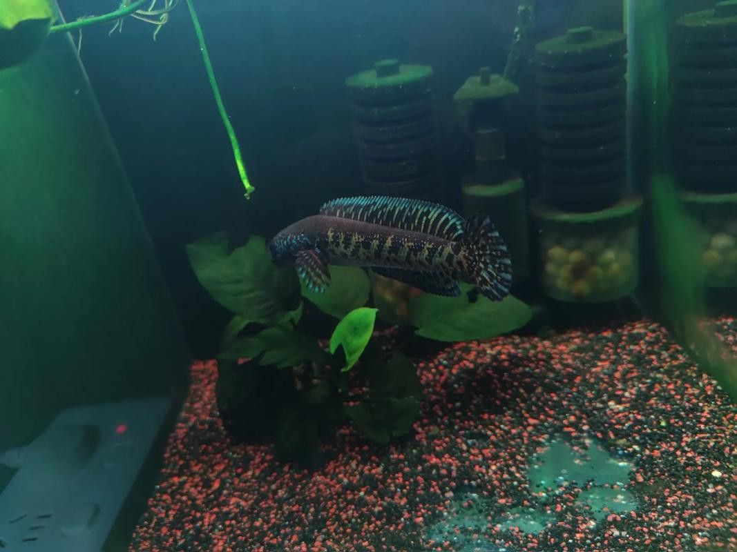 金龍魚能和雷龍混養嗎圖片大全