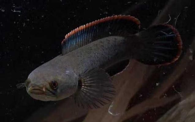 金龍魚能和雷龍混養嗎圖片大全