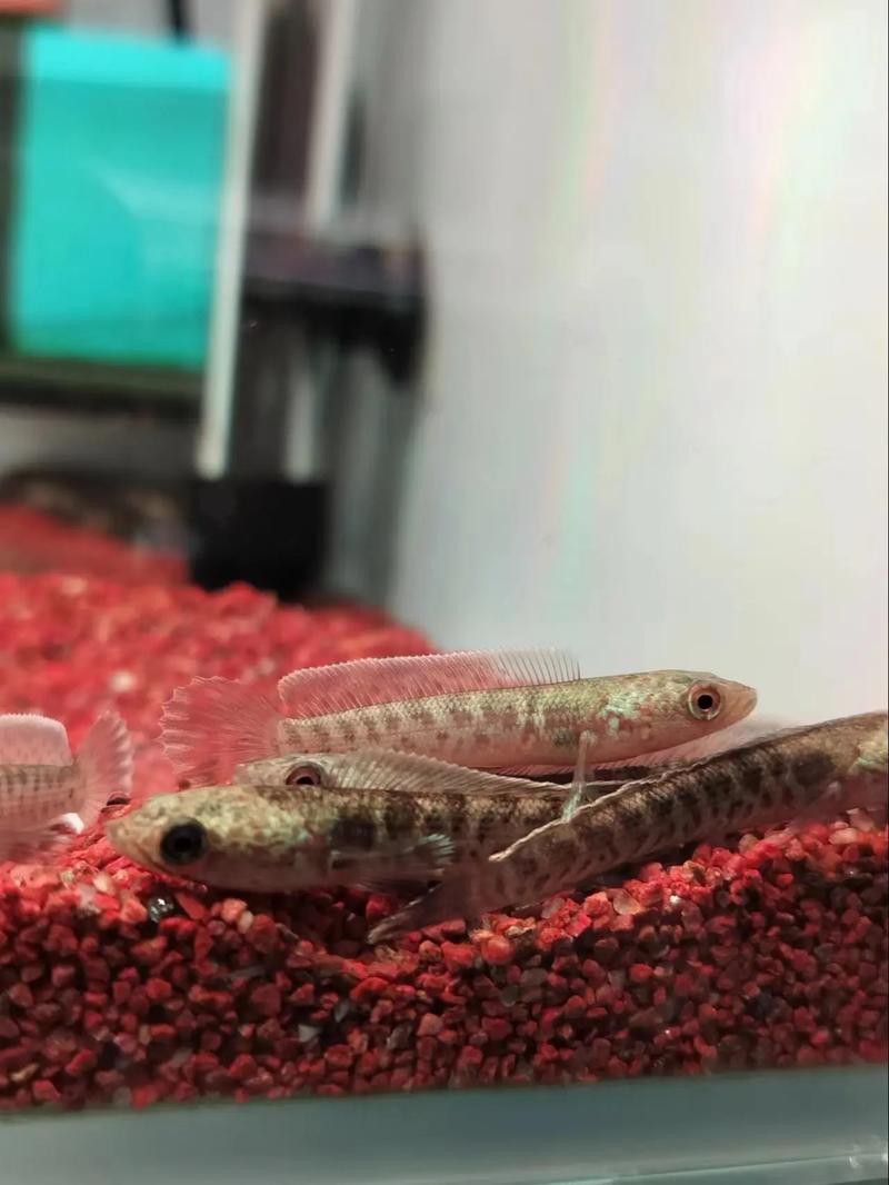 金龍魚能和雷龍混養嗎圖片大全