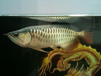 龍魚長什么樣龍魚：龍魚的外形特征及種類介紹