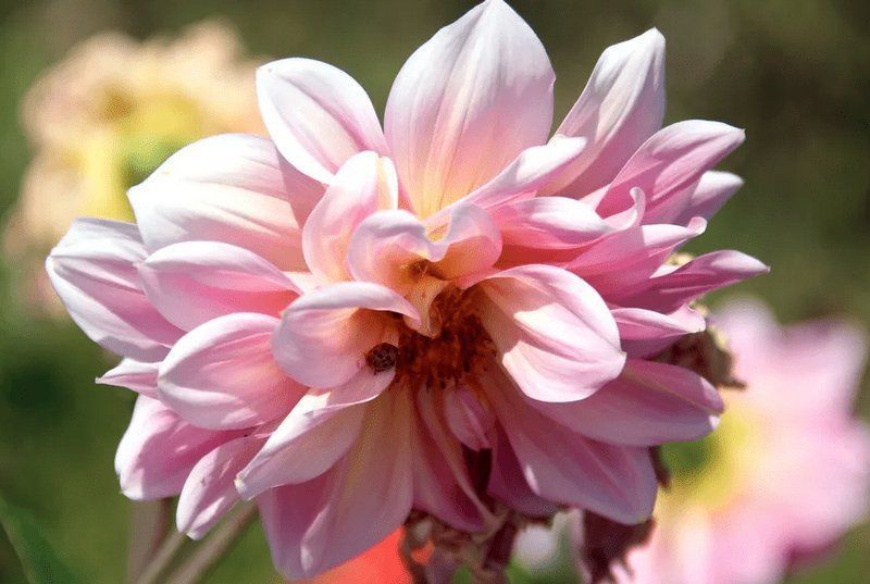 進門看見魚缸最佳位置