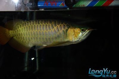 龍魚之巔論壇（龍魚之巔論壇推出移動端養魚交流平臺——）