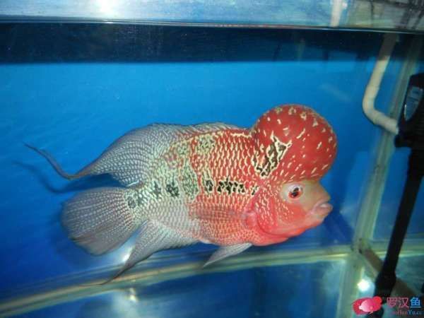 血麒麟羅漢魚苗變色過程