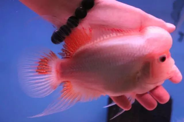 血麒麟羅漢魚苗變色過程