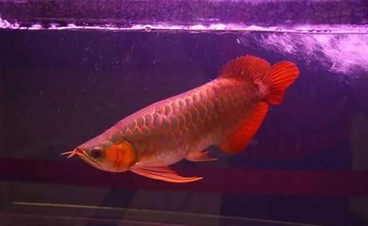 高雅紅龍魚圖片