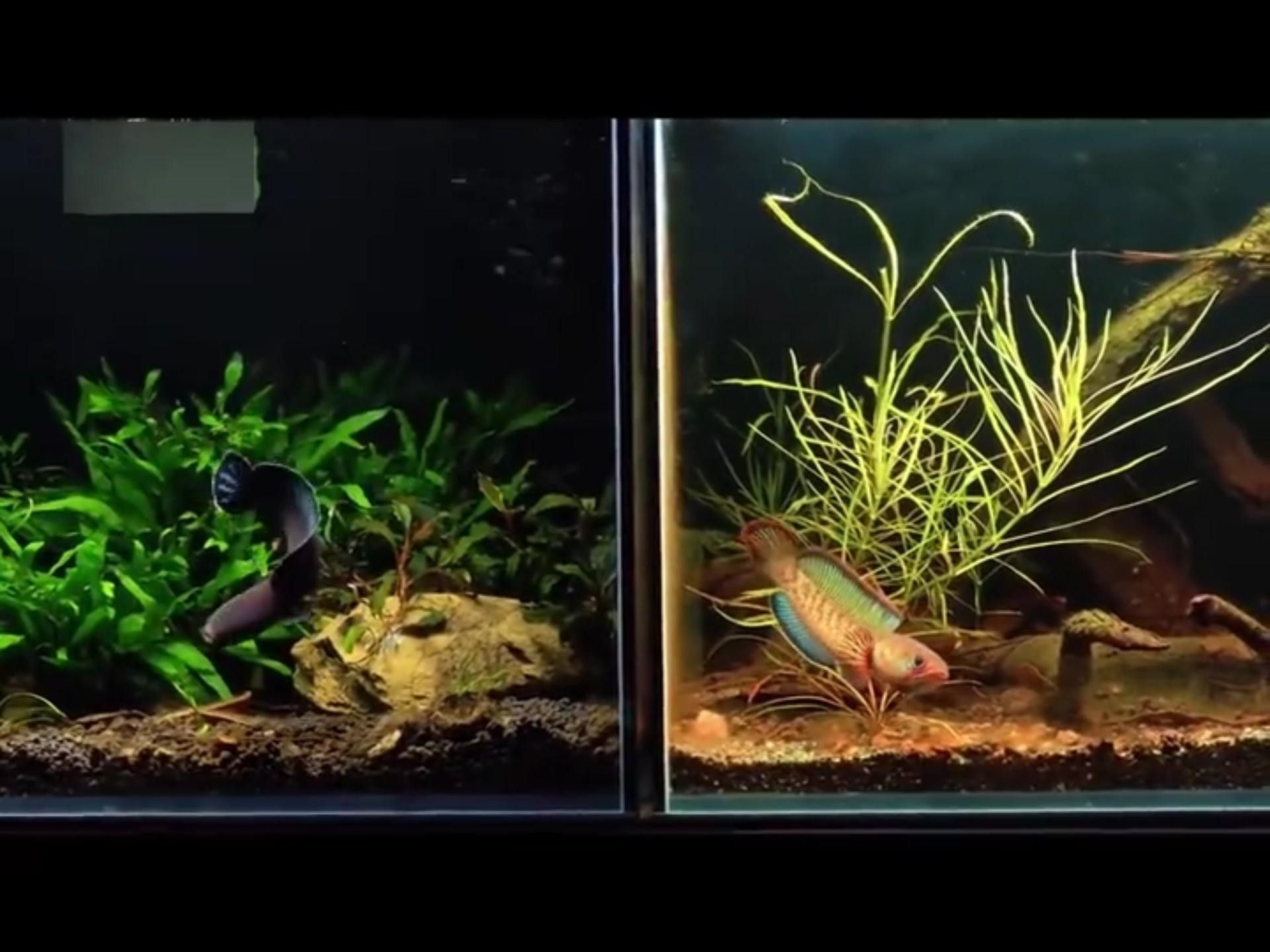 如何判斷水草是否適合龍魚食用？