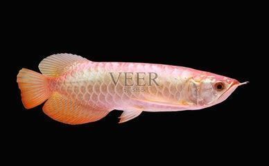 龍魚怎么增色好看：色飼料配方，龍魚增色管理技巧