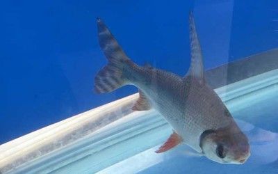 龍魚能和飛鳳一起養嗎怎么養活：龍魚和飛鳳可以一起養，但是需要注意一些問題