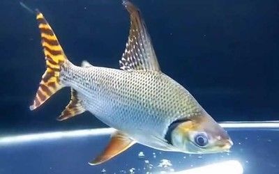 龍魚能和飛鳳一起養嗎怎么養活：龍魚和飛鳳可以一起養，但是需要注意一些問題
