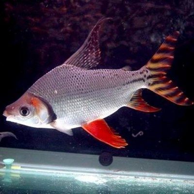 龍魚能和飛鳳一起養嗎怎么養活：龍魚和飛鳳可以一起養，但是需要注意一些問題
