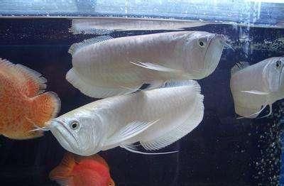 養(yǎng)龍魚(yú)的缸有什么要求和標(biāo)準(zhǔn)：養(yǎng)龍魚(yú)的缸有什么要求和標(biāo)準(zhǔn)養(yǎng)龍魚(yú)的魚(yú)缸有什么要求