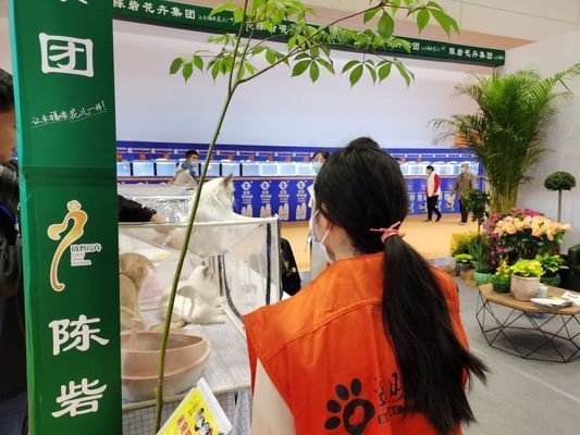 龍魚缸除綠藻的最好方法是：如何科學控制魚缸光照時間