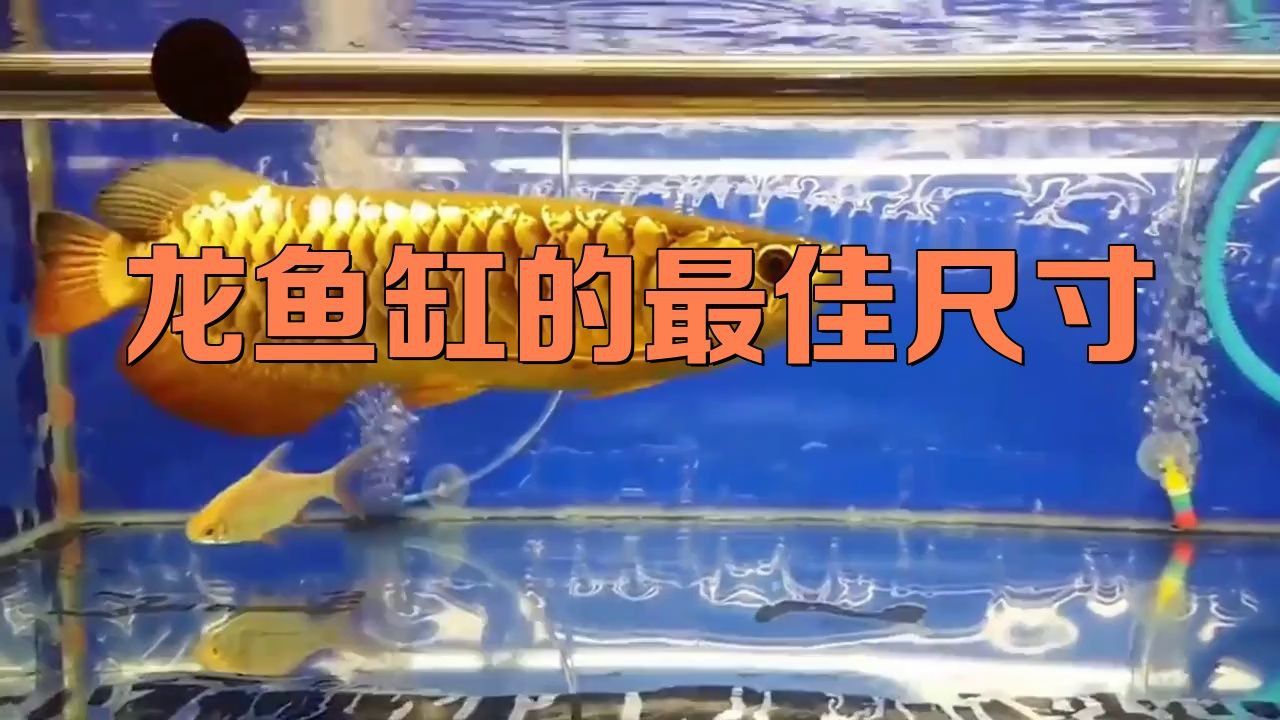 血紅龍魚需要多大的魚缸？