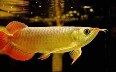 金龍魚顏色分類標準是什么（金龍魚的顏色分類標準）