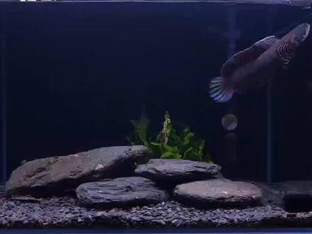 幻彩藍寶石雷龍魚苗