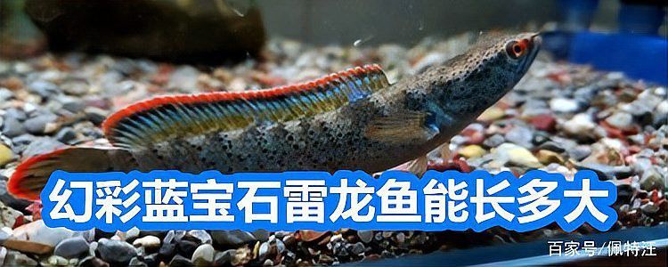 幻彩藍寶石雷龍魚苗