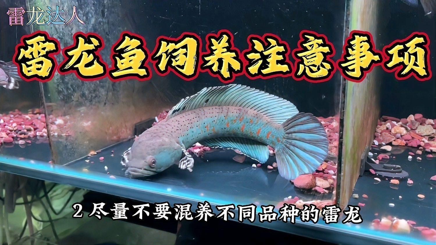 幻彩藍寶石雷龍魚苗