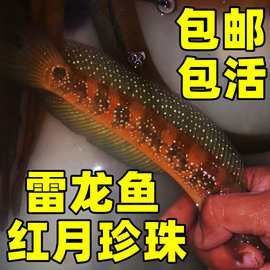 幻彩藍寶石雷龍魚苗