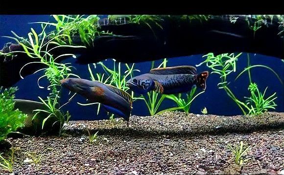 幻彩藍寶石雷龍魚苗