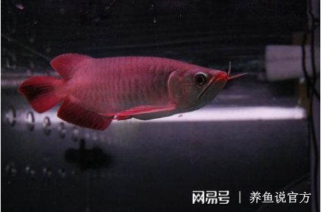紅龍魚多久發色完成正常（紅龍魚什么時候開始發色紅龍魚發色過程你了解嗎）
