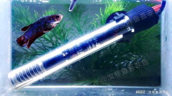 紅龍魚白點病多久康復：紅龍魚白點病的康復時間