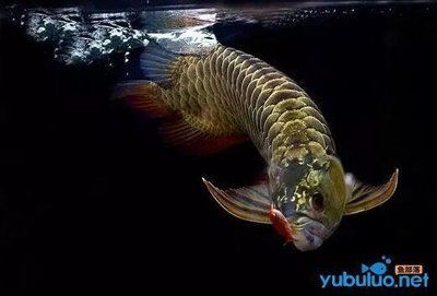 龍魚拒食的原因：龍魚拒食的幾種原因