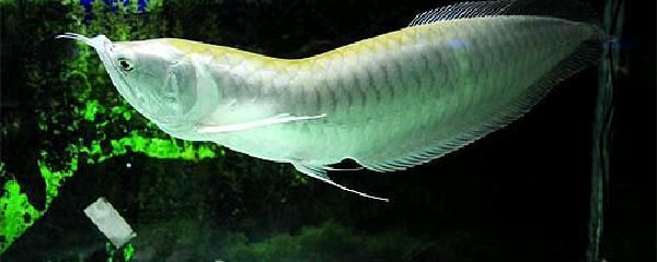 銀龍魚適宜的水流速度設定：銀龍魚水流速度應控制在每秒1-3厘米左右