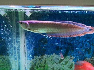 銀龍魚適宜的水流速度設定：銀龍魚水流速度應控制在每秒1-3厘米左右