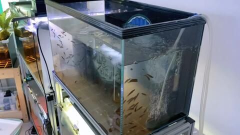 養雷龍魚魚缸布景的注意事項：養雷龍魚時，魚缸的布景是非常重要的一部分