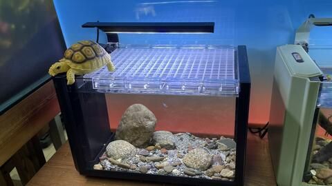 養雷龍魚魚缸布景的注意事項：養雷龍魚時，魚缸的布景是非常重要的一部分