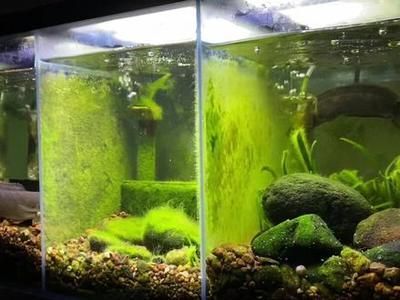 養雷龍魚魚缸布景的注意事項：養雷龍魚時，魚缸的布景是非常重要的一部分