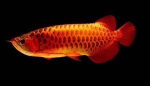 龍魚形態特征描述怎么寫：龍魚是一種古老的原始魚類，壽命可達數十年，