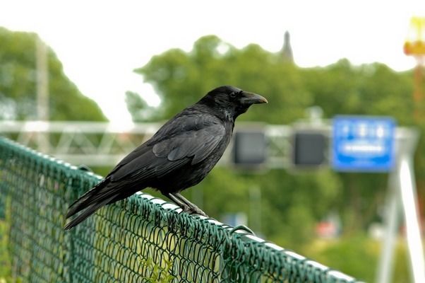 綠皮紅辣椒龍魚，如何辨別優質綠皮紅辣椒龍魚