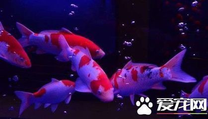 綠皮紅辣椒龍魚，如何辨別優質綠皮紅辣椒龍魚