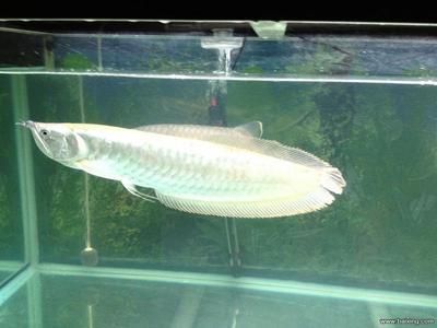 金龍魚銀龍魚好養嗎（金龍魚和銀龍魚混養注意事項，金龍魚領地意識管理技巧）