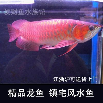 紅龍魚分公母嗎