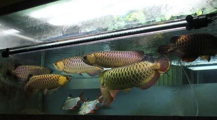 養龍魚自來水養幾天就可以用了：養龍魚使用自來水需要經過一定的處理