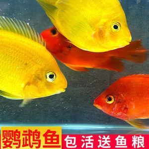 觀賞魚銀龍魚價格多少（觀賞魚銀龍魚價格信息：銀龍魚價格受到多種因素影響）