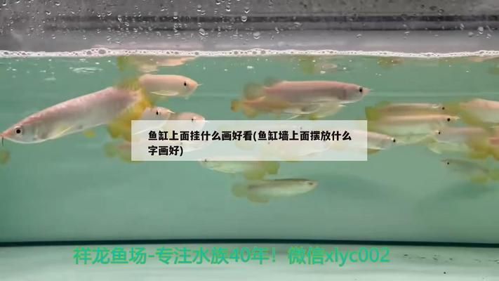 紅龍魚養殖技術視頻教程下載全集（紅龍魚養殖技術視頻教程下載全集）