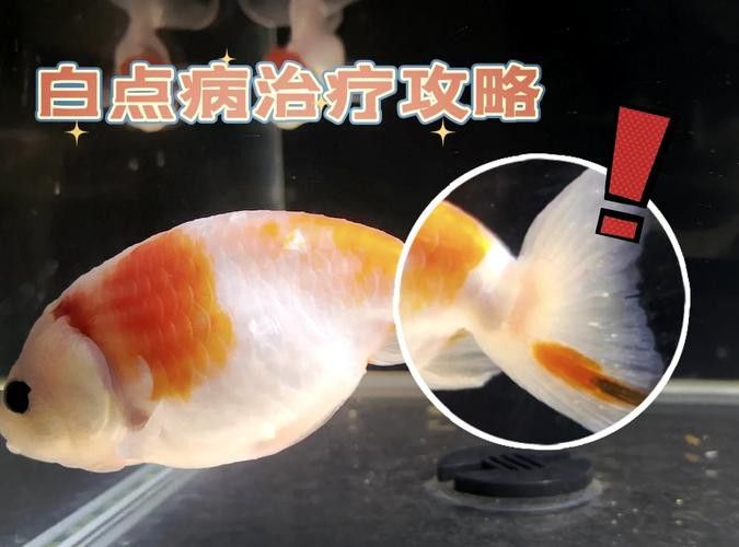 金龍魚(yú)身上變白怎么辦圖片
